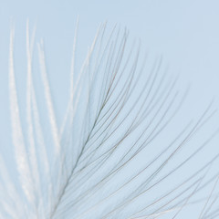 Feather close up macro detail
