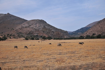 Sheeps in a meadow in the mountains