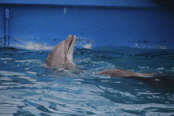 Delfines