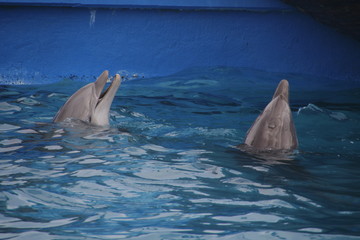 Delfines