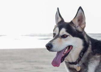Husky having fun at the beach closeup of his face