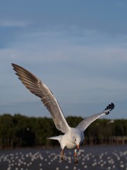 Seagulls in mangrove forest reserve bangpoo Thailand