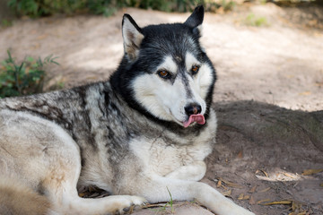 Siberian Husky dog closeup with cute facial expression licking lips