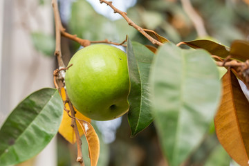 Star Apple, Chrysophyllum Cainito,( Golden Leaf Tree), Northern Thai Fruit.