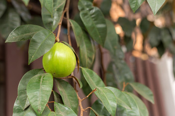 Star Apple, Chrysophyllum Cainito,( Golden Leaf Tree), Northern Thai Fruit.