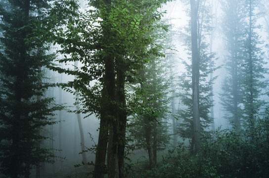 magical light in misty forest landscape with green foliage