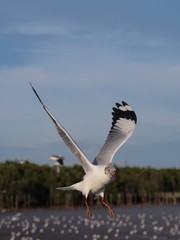 Seagulls in mangrove forest reserve bangpoo Thailand