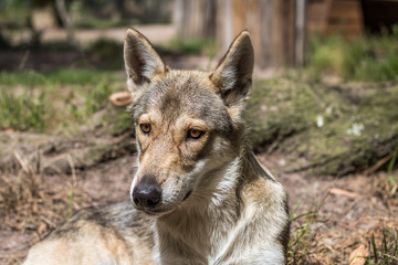 Naklejka na ściany i meble Timber wolf pup laying on the ground looking at the camera