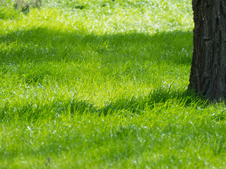 Green grass near the tree