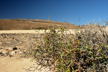 Canarie Tour