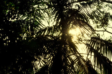 SYDNEY, AUSTRALIA - July 11th, 2013: