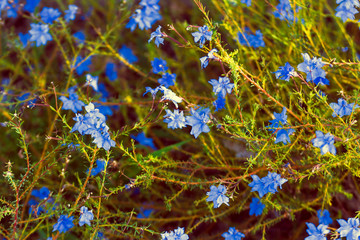 Lechenaultia plant with vivid blue flowers