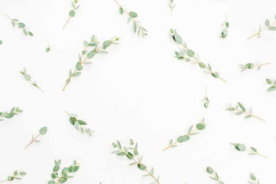 Frame of eucalyptus branch pattern on white background. Flat lay, top view.