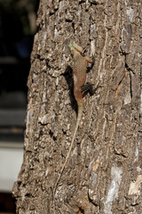 Iguana on a tree in Yala National Park, Sri Lanka