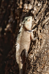 Iguana on a tree in Yala National Park, Sri Lanka