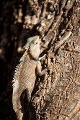 Iguana on a tree in Yala National Park, Sri Lanka