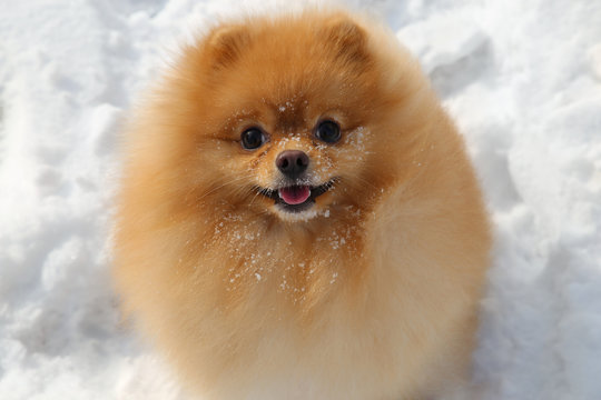 Pomeranian dog. Little fluffy little dog