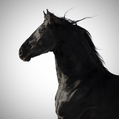 Portrait of a black friesian horse on light grey background isolated