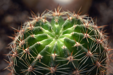 Fototapeta premium Nature green background, cactus close-up or cacti or cactuses