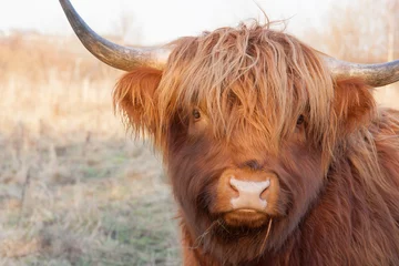 Fotobehang Schotse hooglander close-up gedeeltelijke koe