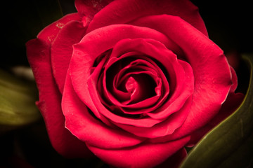 Red rose with dark background