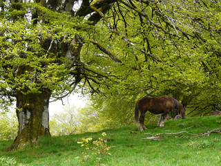 Pony pastando. Ibañeta (Navarra)