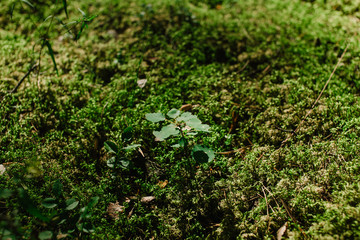 wall with greenery