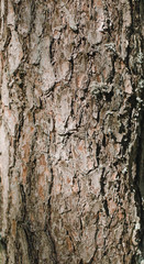 Fototapeta premium background wooden bark