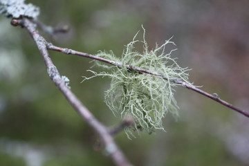 Schwedische Winterfauna