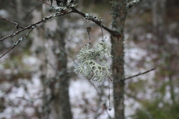 Schwedische Winterfauna