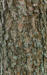 background wooden bark