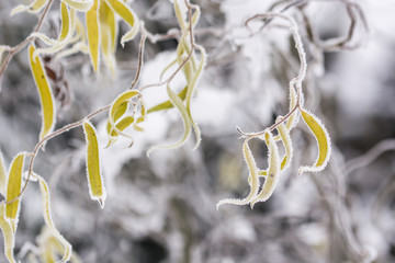 Frost on leaves of willow in winter. © lapis2380