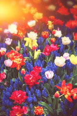 Beautiful blue muscari and multicolor tulips. Spring flowers - 193993728