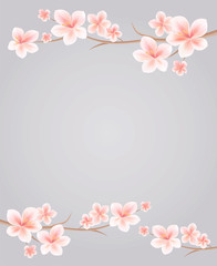 Branches of Sakura with Pink flowers isolated on Grey background. Sakura flowers. Cherry blossom. Vector