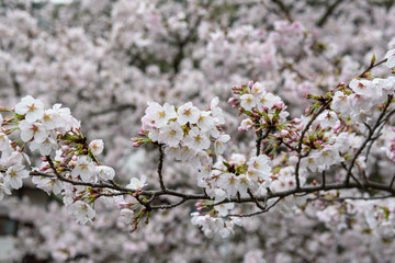 Obraz premium 雨に濡れた桜の花