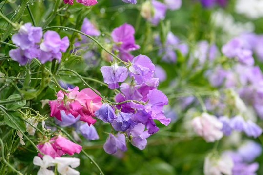 雨に濡れたスイートピーの花