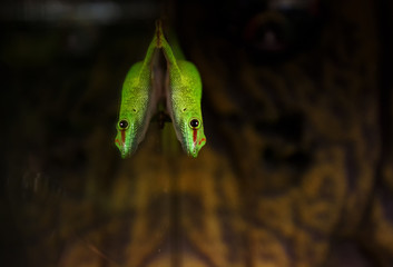 Gekkon stands on the terrarium of the terrarium