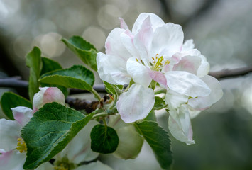 Close up of apple tree flowers in blossoming apple orchard. Macro photo with shallow depth of field and soft focus.