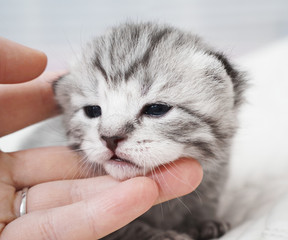 Cute baby tabby kitten. Friendship with man. Hand of a man stroking a kitten