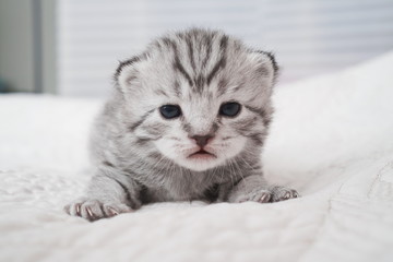 Lovely kitten portrait. Cute kitty. Baby striped kitten. Newborn kitten