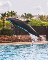 Dolphin jump