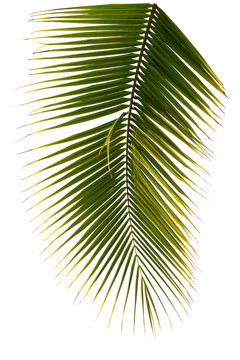 palm leaf tree