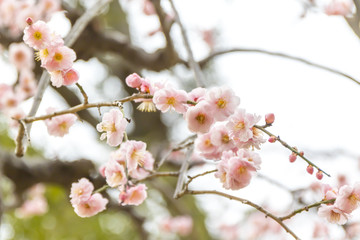 ピンク色の梅の花