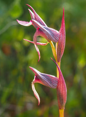 Tongue Orchid (Serapias lingua)