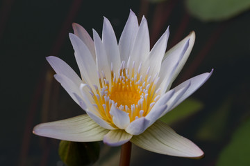 white water lily flower (lotus) and white background. The lotus flower (water lily) is national flower for India. Lotus flower is a important symbol in Asian culture