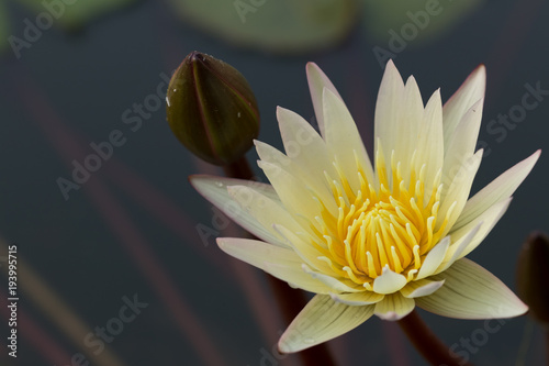 White Water Lily Flower Lotus And Background The White Water Lily Flower Lotus And Background The