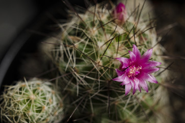 cactus flower deceration