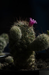 cactus flower deceration