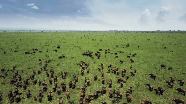 Aerial flight over buffalo stampede in Tanzania safari Mikumi