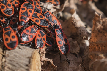 The firebug, Pyrrhocoris apterus, a common insect. Red bugs crowd on autumn leaves Selected focus